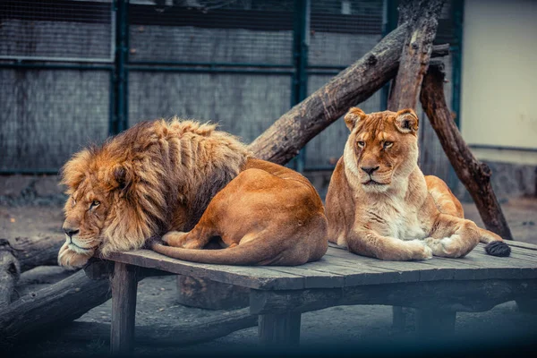 Retrato Casal Leões Sentados Perto Zoológico Leão Macho Fêmea — Fotografia de Stock