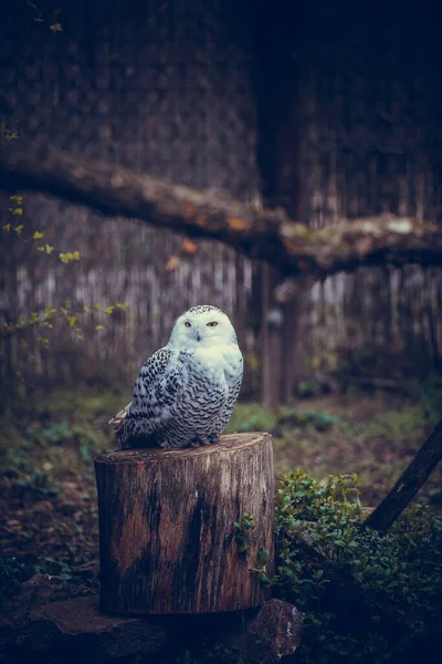 Chouette Des Neiges Bubo Scandiacus Est Une Grande Chouette Blanche — Photo