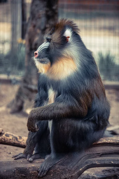 非洲的一种很脆弱的狒狒的滑稽特写镜头 — 图库照片
