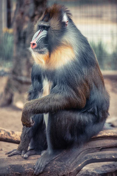 Engraçado Closeup Mandrill Espécie Babuíno Vulnerável África — Fotografia de Stock