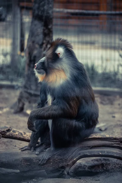 Engraçado Closeup Mandrill Espécie Babuíno Vulnerável África — Fotografia de Stock