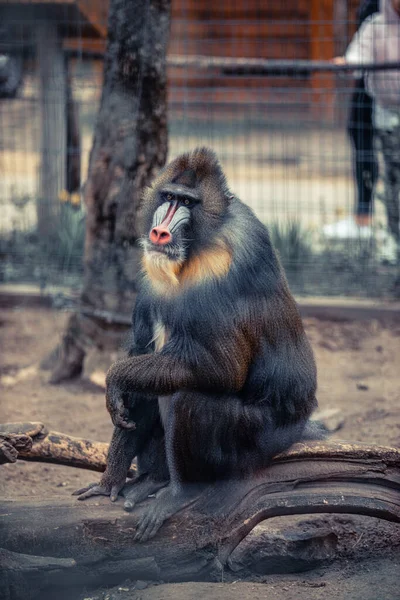 非洲的一种很脆弱的狒狒的滑稽特写镜头 — 图库照片