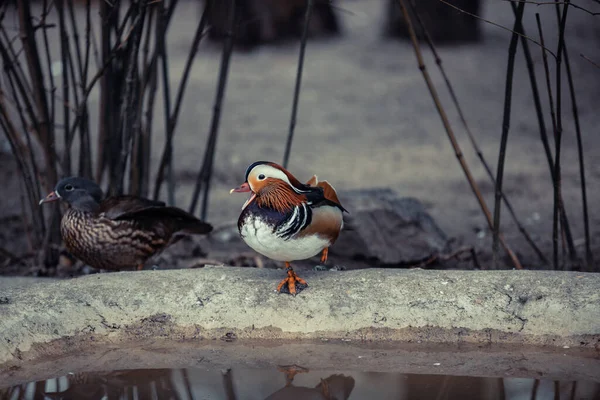 Pato Mandarín Aix Galericulata Encaramado Par Colores Reflexión Agua Foto —  Fotos de Stock