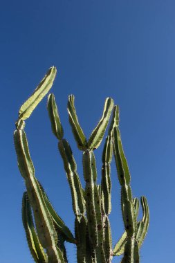 Güneşli bir günde kaktüs ağacı