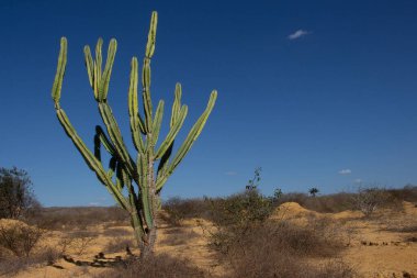 Kaktüs ağacı ve çeşitli çalılar mavi gökyüzünde bir manzara oluşturuyorlar.