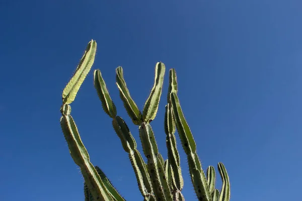 Kaktusbaum Einem Sonnigen Tag — Stockfoto