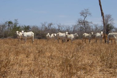 Bir grup Nellore sığırı güneşli bir günde Brezilya 'da bir araziye akın ediyorlar.
