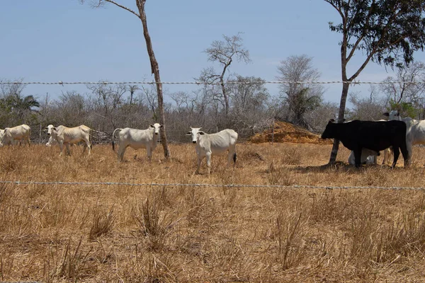 Group Nellore Cattle Brazilian Caatinga Landscape Sunny Day Fence — Stock Photo, Image