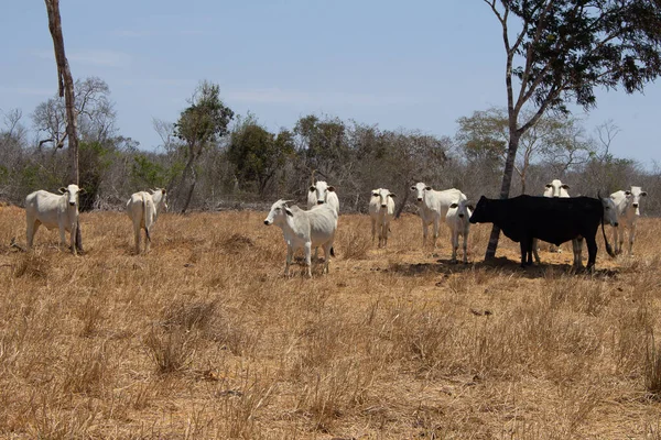Bir Grup Nellore Sığırı Güneşli Bir Günde Brezilya Bir Araziye — Stok fotoğraf