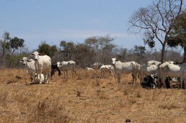 Bir grup Nellore sığırı güneşli bir günde Brezilya 'da bir araziye akın ediyorlar.