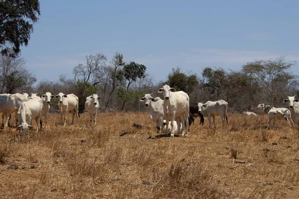 Group Nellore Cattle Brazilian Caatinga Landscape Sunny Day — Stock Photo, Image