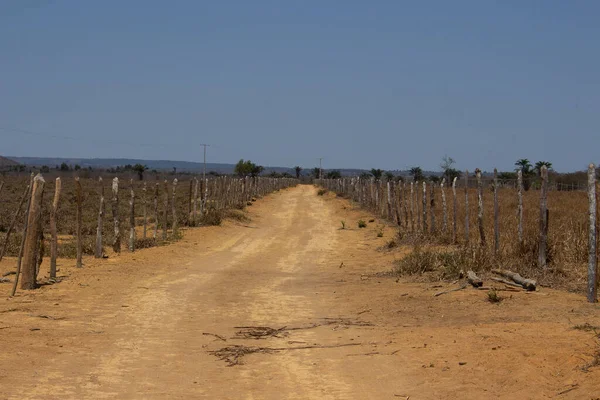 road with dividing pasture fence in a caatinga landscape