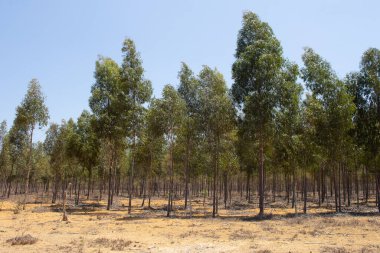 Güneşli bir günde okaliptüs fidanlığı