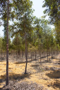 Güneşli bir günde okaliptüs fidanlığı