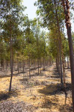 Güneşli bir günde okaliptüs fidanlığı
