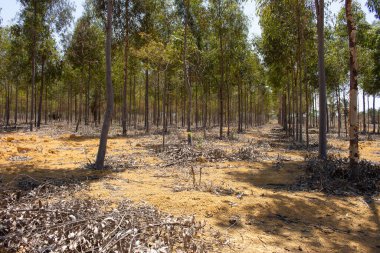 Güneşli bir günde okaliptüs fidanlığı
