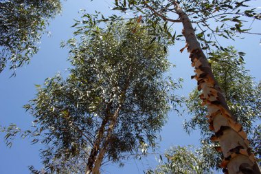 Güneşli bir günde bir okaliptüs ağacına yakın çekim.