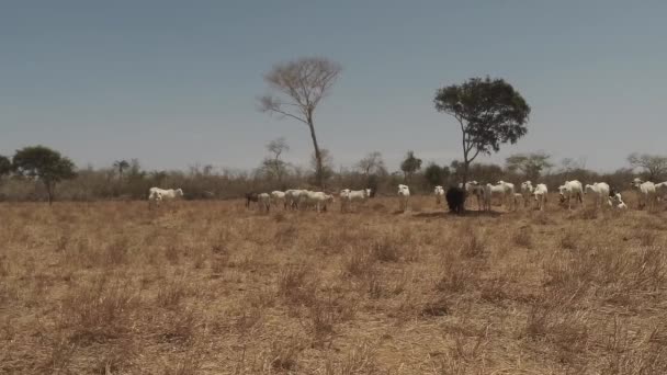 阳光明媚的日子 内洛尔牛群在干旱的土地上吃草 — 图库视频影像