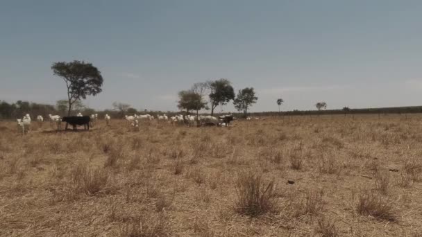 晴れた日に乾燥した風景の中でニレ牛の放牧 — ストック動画