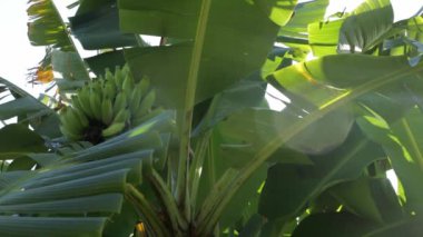 Güneşli bir günde yeşil muzlu muz ağacı