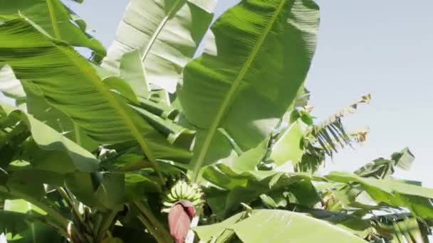 Банановое Дерево Кучей Зеленых Бананов Солнечный День — стоковое видео