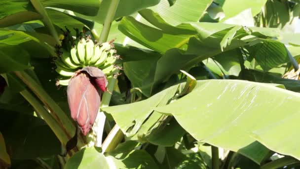 Árvore Banana Com Monte Bananas Verdes Dia Ensolarado — Vídeo de Stock