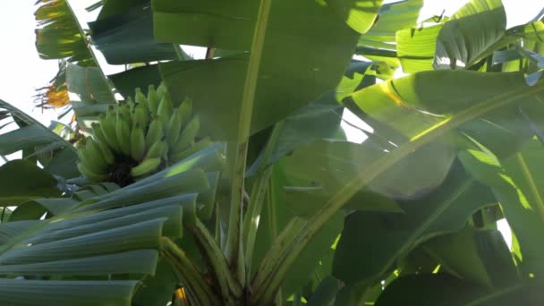 Банановое Дерево Кучей Зеленых Бананов Солнечный День — стоковое видео