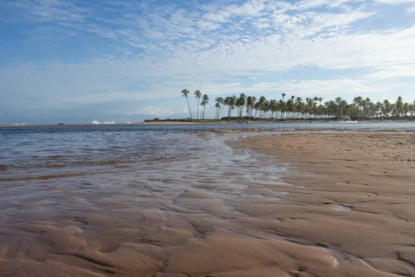 夕暮れ時に多くのココナッツ足を持つ美しいビーチの風景 — ストック写真