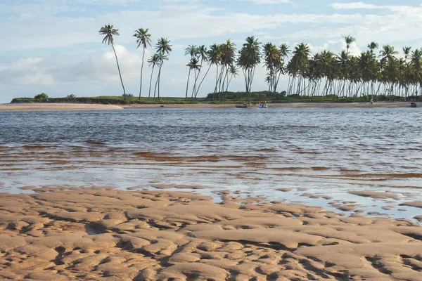美丽的海滩风景 日落时有许多椰子脚 — 图库照片