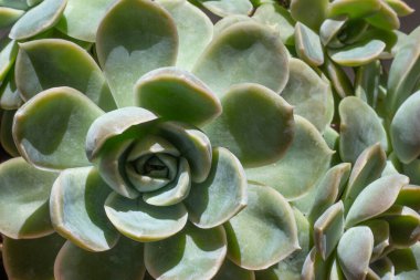 tatlı yeşil bir etli bitki