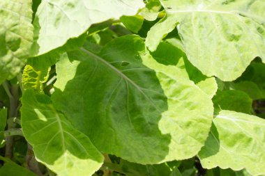 Güneşli bir günde lahana yaprakları kapanıyor