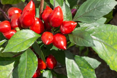 Kırmızı biber tohumuna ve yeşil yapraklarına yakın çekim