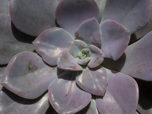 紫色肉质植物的特写 — 图库照片