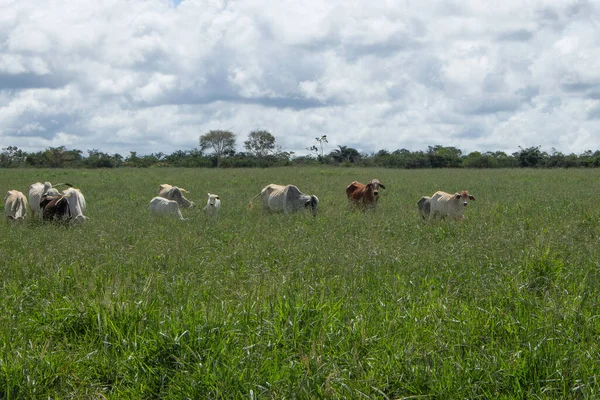 Nelore Cows Big Green Pasture Sunny Day — Stock fotografie