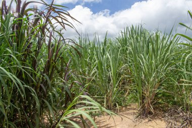 Güneşli bir arazide yeşil kesilmiş çimenler.