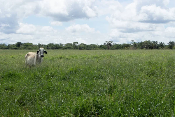 Nelore Cow Big Green Pasture Sunny Day — Stock Photo, Image