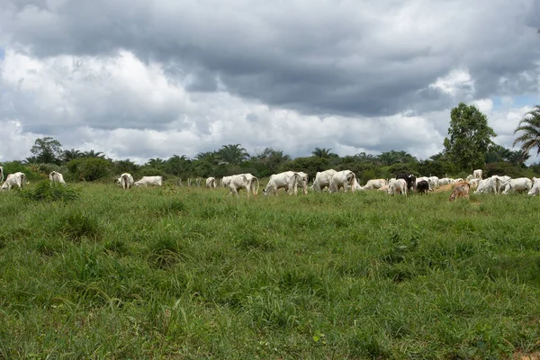 Oxen Cows Grazing Green Pasture Cloudy Day — Stock Photo, Image