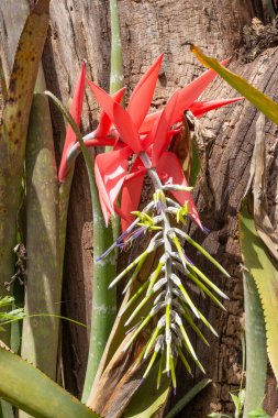 Bir ağaç gövdesindeki turuncu bromelia 'nın yakın çekimi.