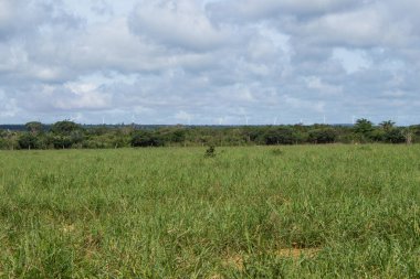Arka planda rüzgar kuleleri olan ağaçlarla çevrili büyük yeşil çayır.
