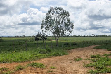 Güneşli bir günde yeşil otlakların güzel manzarası