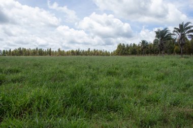 Arka planda okaliptüs fidanlığı olan büyük yeşil çayırlar.