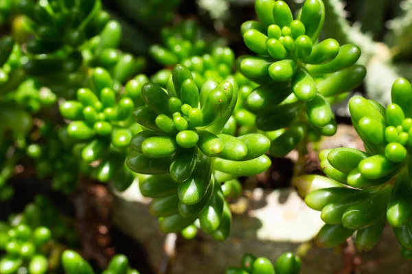 Nahaufnahme Einer Saftigen Pflanze Einem Sonnigen Tag — Stockfoto