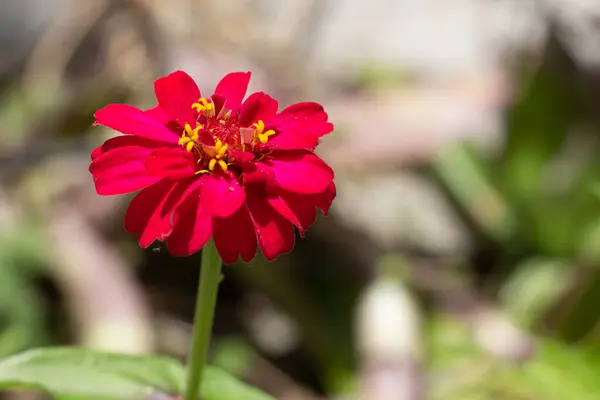 Primo Piano Fiore Con Sfondo Sfocato — Foto Stock