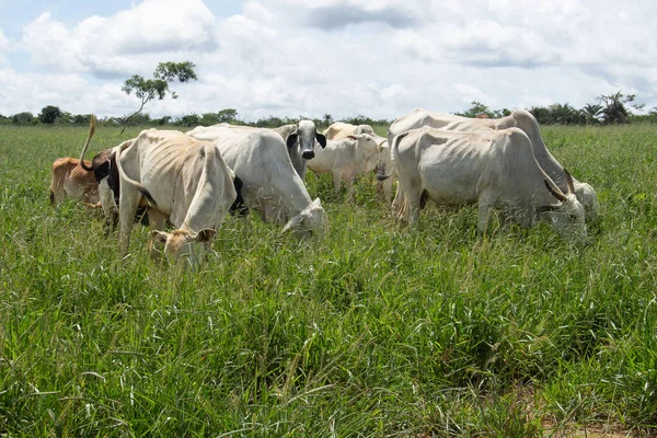 Cows Grazing Eating Large Green Pasture — Stock Photo, Image