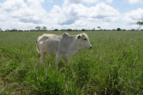 Cow Grazing Large Green Pasture — Stock Photo, Image