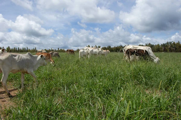 Cows Grazing Eating Large Green Pasture — Stock Photo, Image