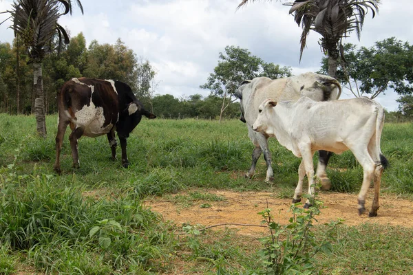 Nellore Dobytek Pasoucí Jíst Zeleném Poli Stromy Kolem — Stock fotografie