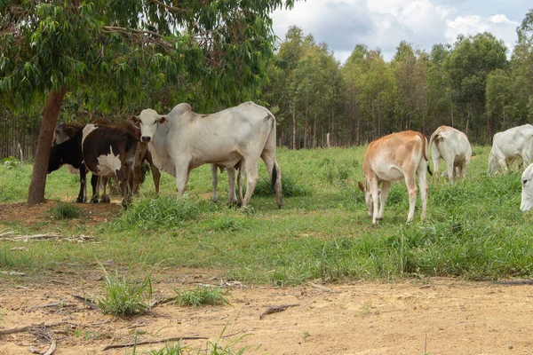 Nellore Dobytek Pasoucí Jíst Zeleném Poli Stromy Kolem — Stock fotografie