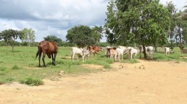Bulutlu bir günde yeşil bir çayırda yürüyen bir grup nellore sığırı.