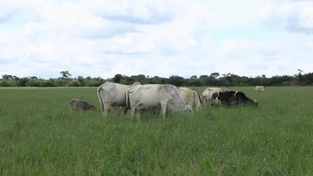 Group Nellore Cattle Walking Green Pasture Cloudy Day — Stock Video